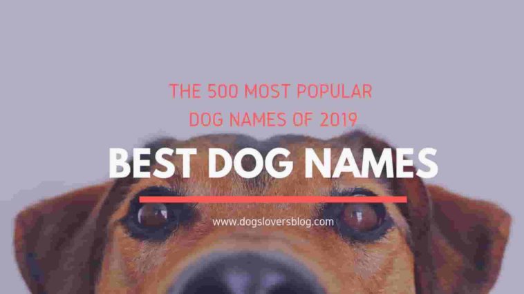 Best Dog Names | Top 500 Male and Female Dog Names