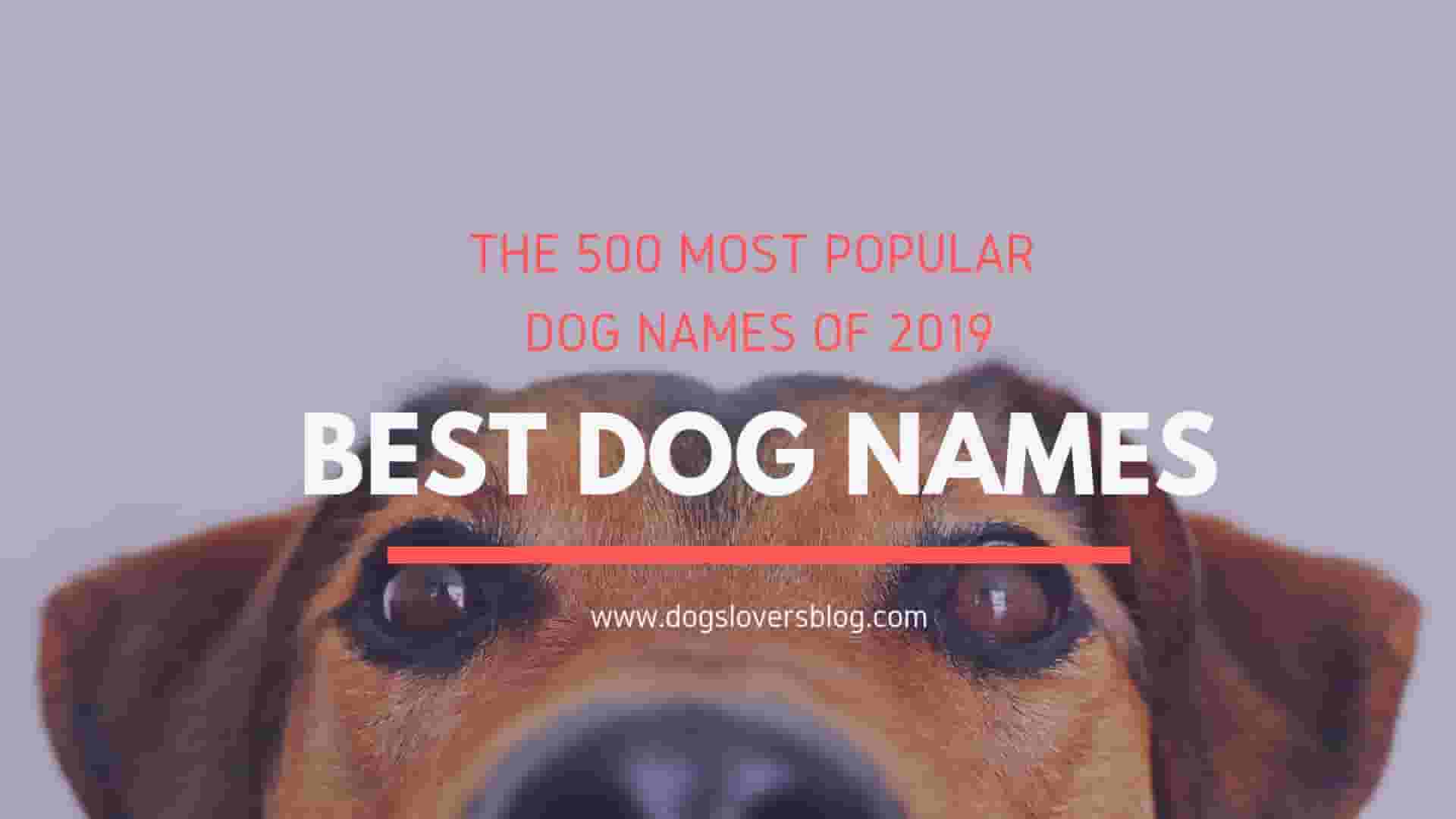 I m dog my name. Best Dog names. Good Dog шрифт. Avdog. Canberra’s most popular Pet names in 2022.