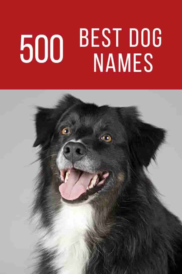 Best dog names – Dogs Lovers Blog