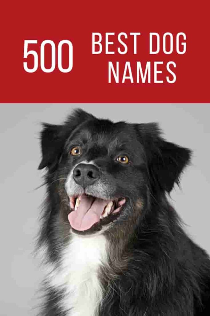 500 Best Dog Names 2022 