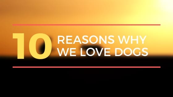 10 Reasons Why We Love Dogs | I Love Dogs Because... | Dogs Lovers Blog