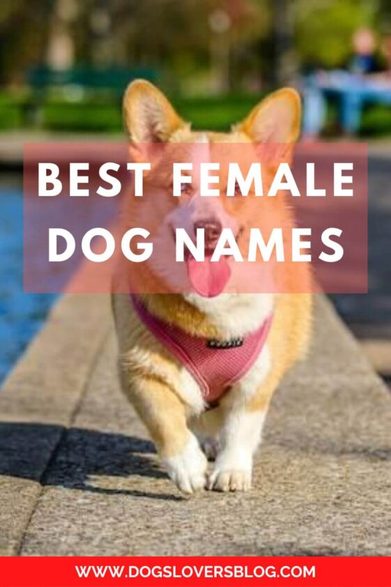 Best 500 Best Female Dog Names 2024 ( From Sweet to Unique )