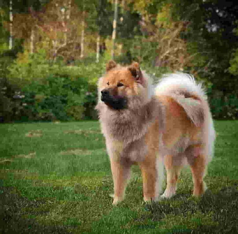 large fluffy dog toy