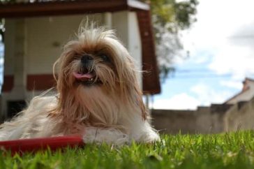 chinese names for dogs        
        <figure class=