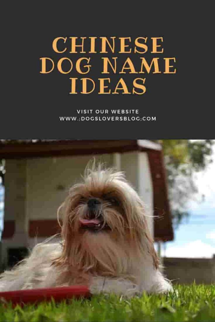 Chinese Names For Dog 728x1092 