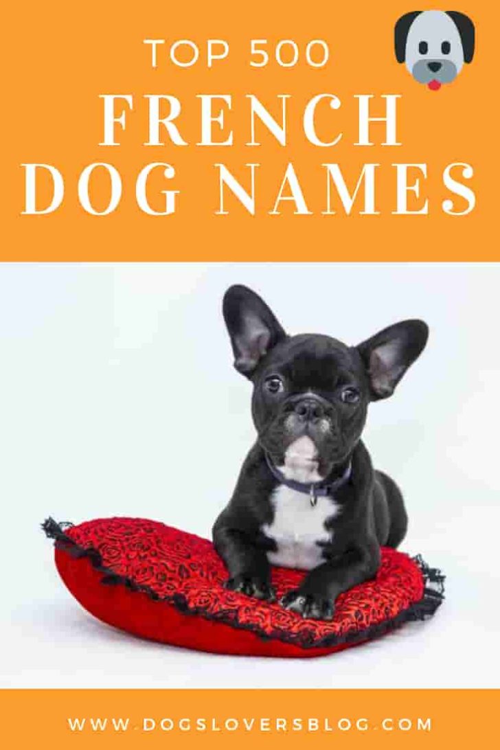 Top 500 French Dog Names: Unique and Elegant French Dog Names