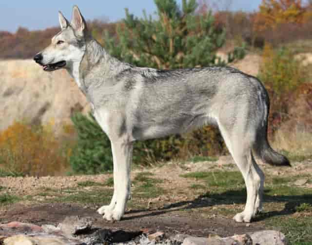 11 Awesome Dog Breeds That Look Like Wolves 2023