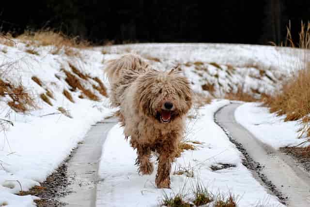 10 Lovable Long Haired Dog Breeds Around The World