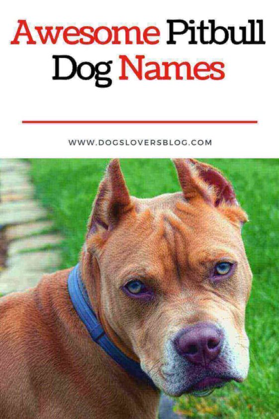 500 Best Pitbull Dog Names In 2024 Find The Perfect Fit   Best Pitbull Dog Names 561x842 