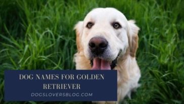 +220 Best Dog Names for Golden Retriever in 2024