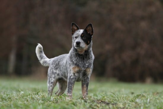 Top 9 List of Black Brown and White Dog Breeds (With Pictures 2024)