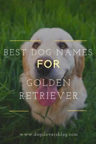 +220 Best Dog Names for Golden Retriever in 2023