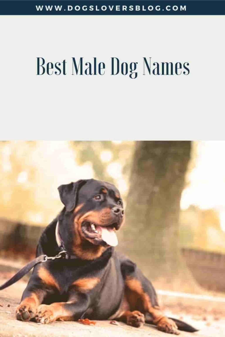 Top 500 Best Male Dog Names 2024 Great Ideas For Boy Puppies