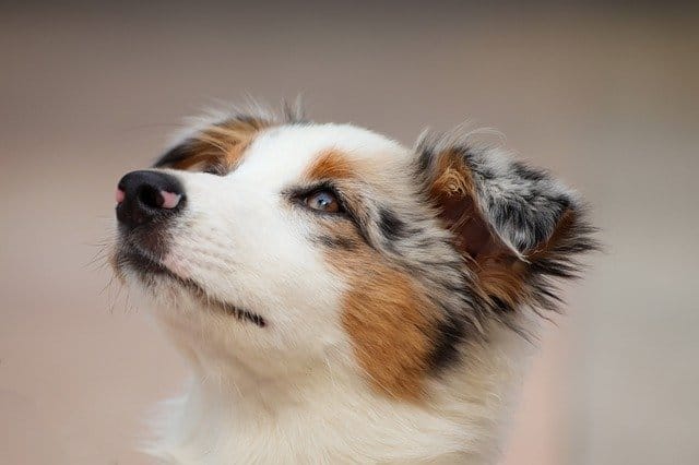 250 Amazing Australian Shepherd Names For Dogs