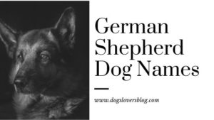 + 400 Best German Shepherd Dog Names That Are Perfect for Your New ...