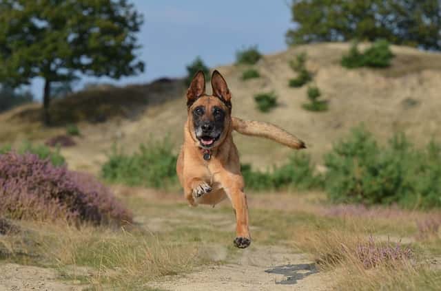 which dog breed is best for guard