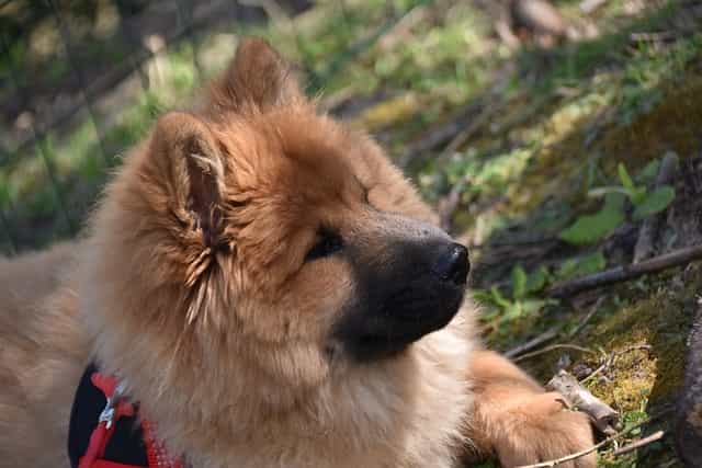 are eurasier the most intelligent dogs