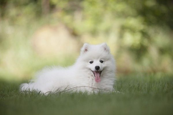 15 Wonderful Small White Dog Breeds ( With Pictures 2023 )