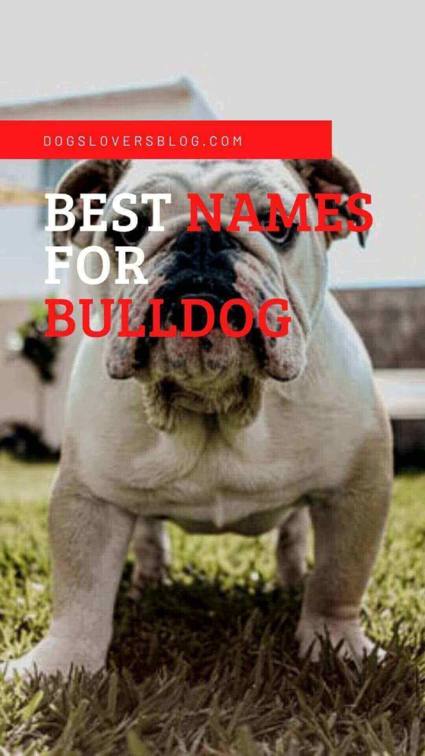 350 Best Names For Bulldog That Are Totally Amazing 2024   Best Names For Bulldog 864x1536 