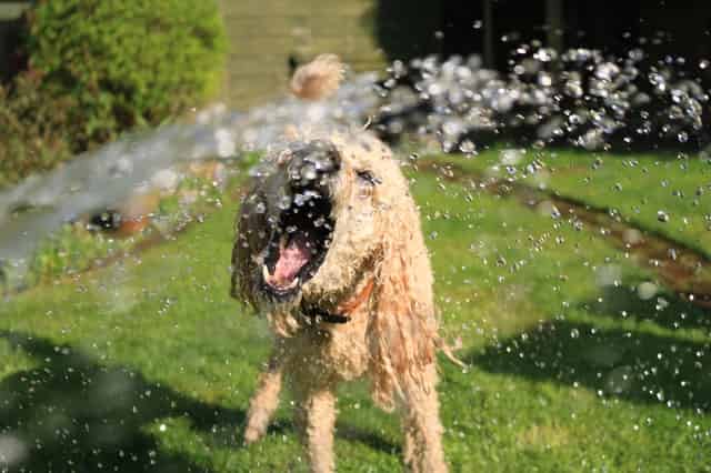 dog-water-fountains-archives-dogs-lovers-blog