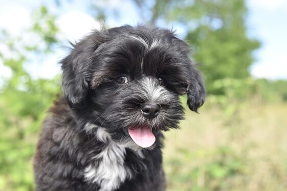 100 Best Havanese Dog Names Trends And Inspiration 561x374 