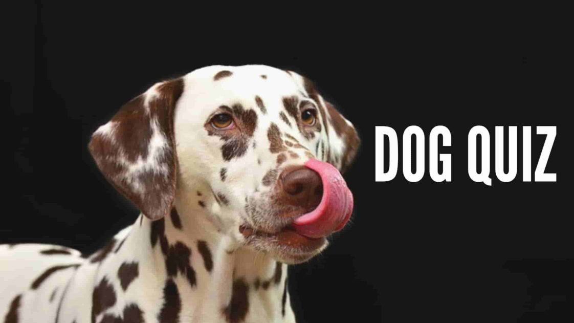 25-dog-quiz-questions-and-answers-test-your-knowledge-on-the-world-of