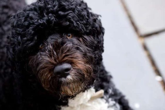 12 Curly Haired Dog Breeds That Are Absolutely Adorable!