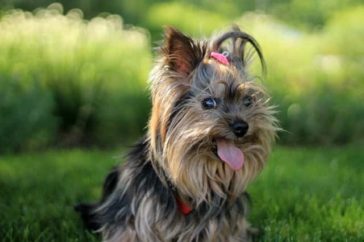 150 Adorable Yorkie Names 2024 For Male And Female Yorkshires   Yorkie Names 364x242 