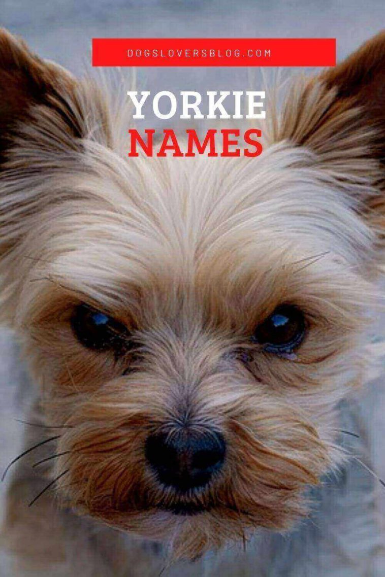 150 Adorable Yorkie Names 2024 For Male And Female Yorkshires   Yorkie Dog Names 758x1137 