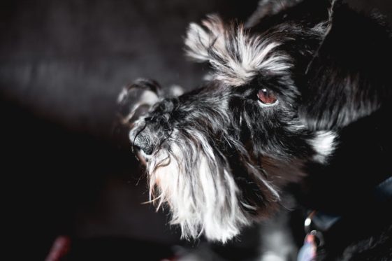 150-best-miniature-schnauzer-names-unique-awesome-ideas