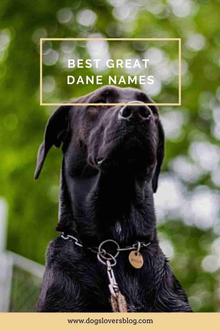 130 Best Great Dane Names That Will Make Your Dog Unique   Great Dane Dog Names 758x1137 