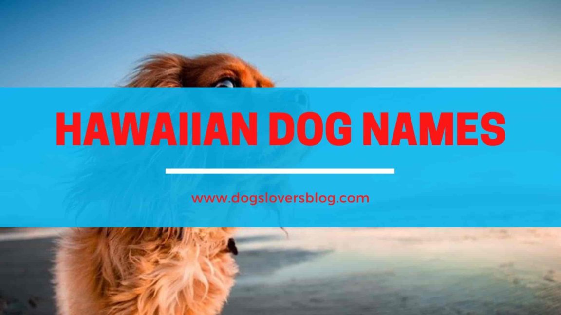 150 Hawaiian Dog Names Beautiful Unique Ideas 2024   Hawaiian Dog Names 1152x648 