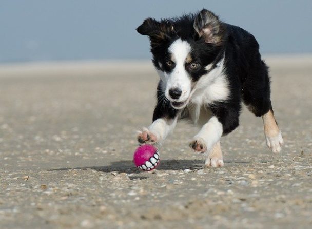 150-beautiful-beach-dog-names-dog-names-for-beach-loving-pups