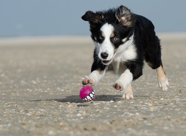 beach-inspired-dog-names-archives-dogs-lovers-blog