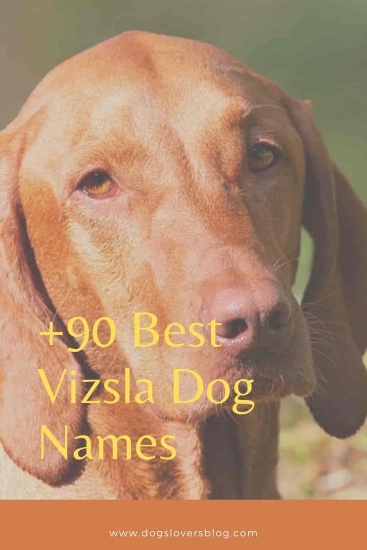 +90 Best Vizsla Dog Names: Unique and Creative Ideas for Your Furry Friend