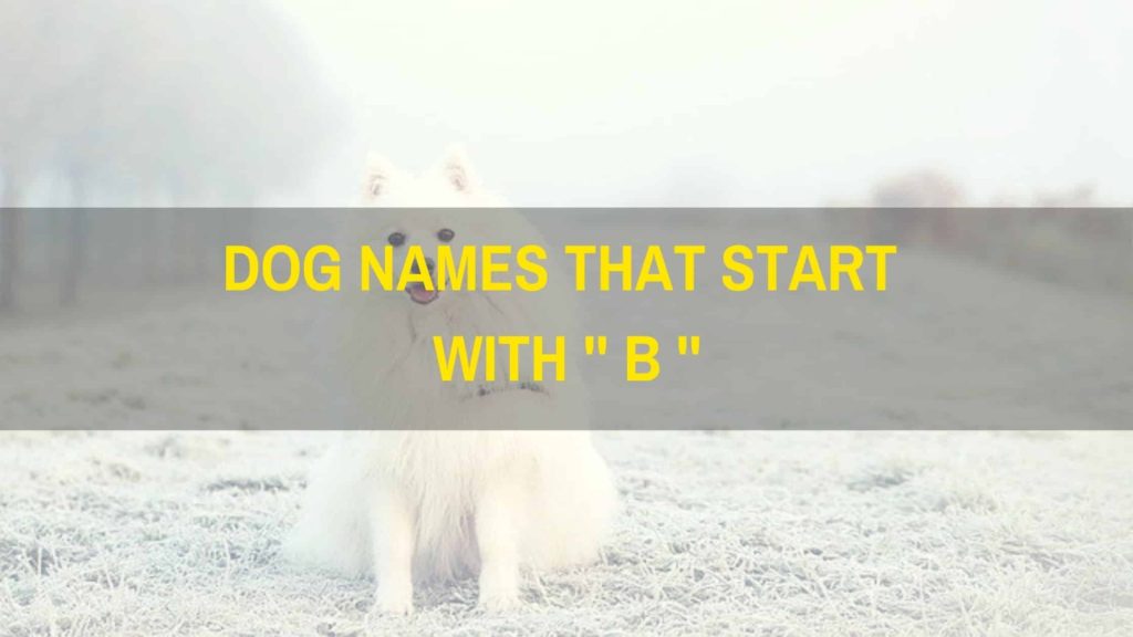 +500 Best And Brilliant Dog Names That Start With B