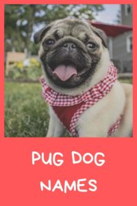 a good pug dog name