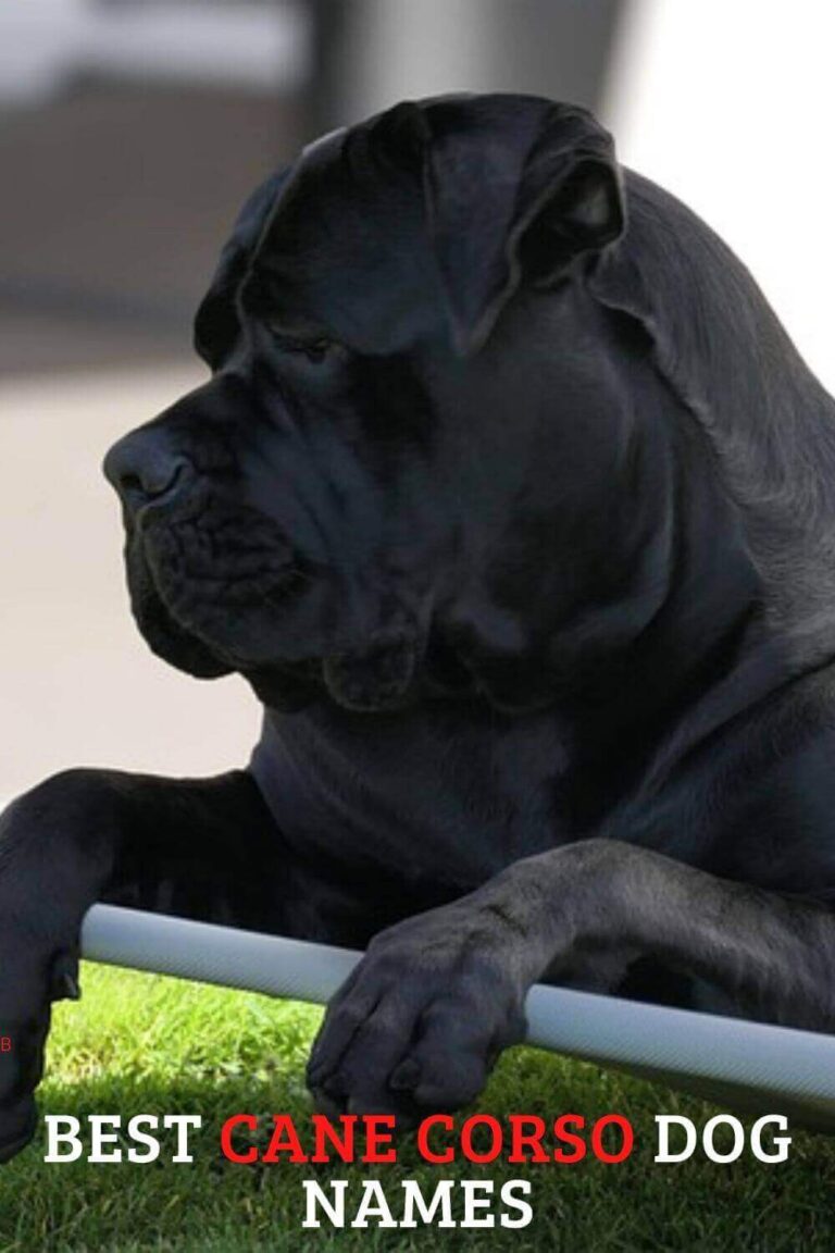 The Best Cane Corso Dog Names: Cane Corso Dog Names: Tips, Trends, And ...