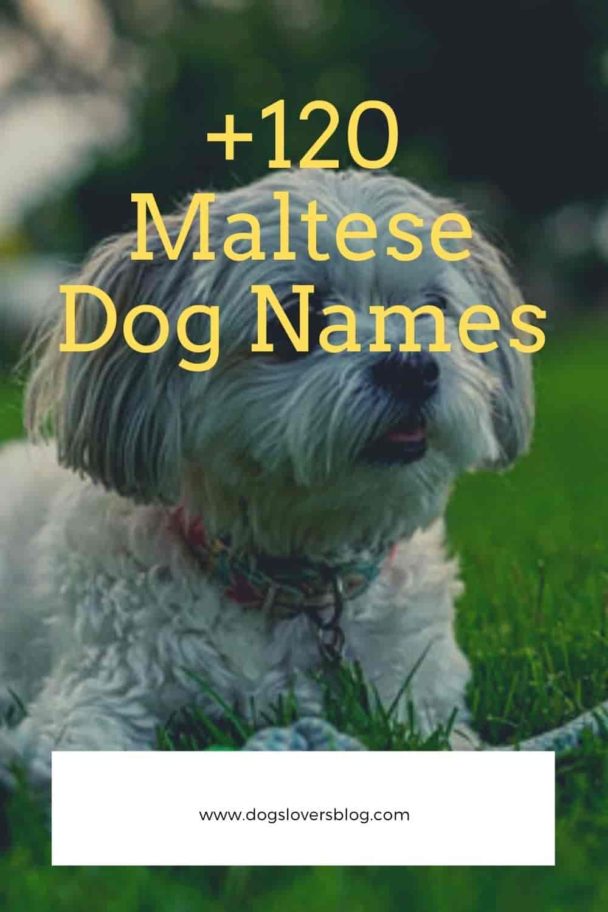 +120 Maltese Dog Names | Cute and Awesome Names for Maltese Puppies