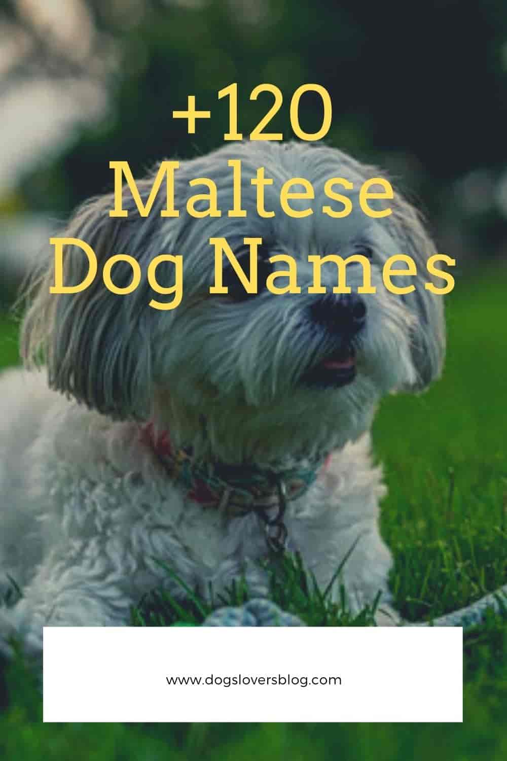 120-maltese-dog-names-cute-and-awesome-names-for-maltese-puppies