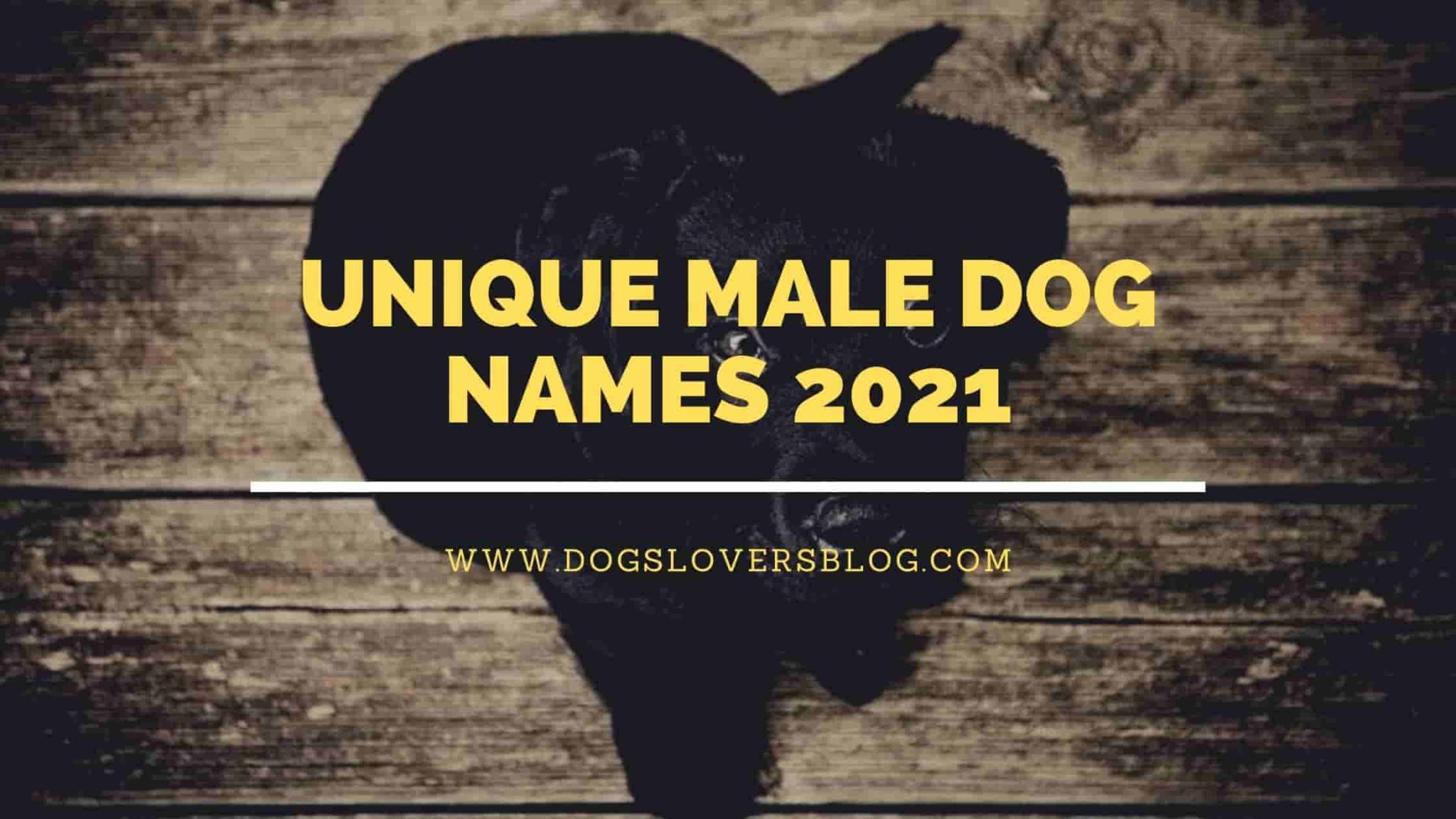 Unique Male Dog Names 2021 Over 600 Fun And Unusual Inspiring Ideas