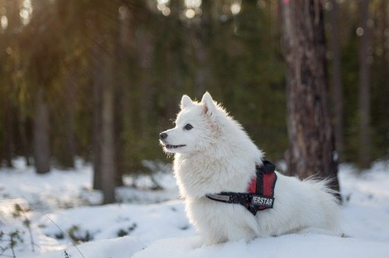 winter-pet-names-dogs-lovers-blog