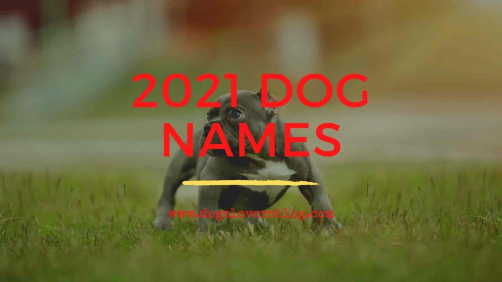 male-dog-names-with-meaning-2023-which-one-is-your-favorite