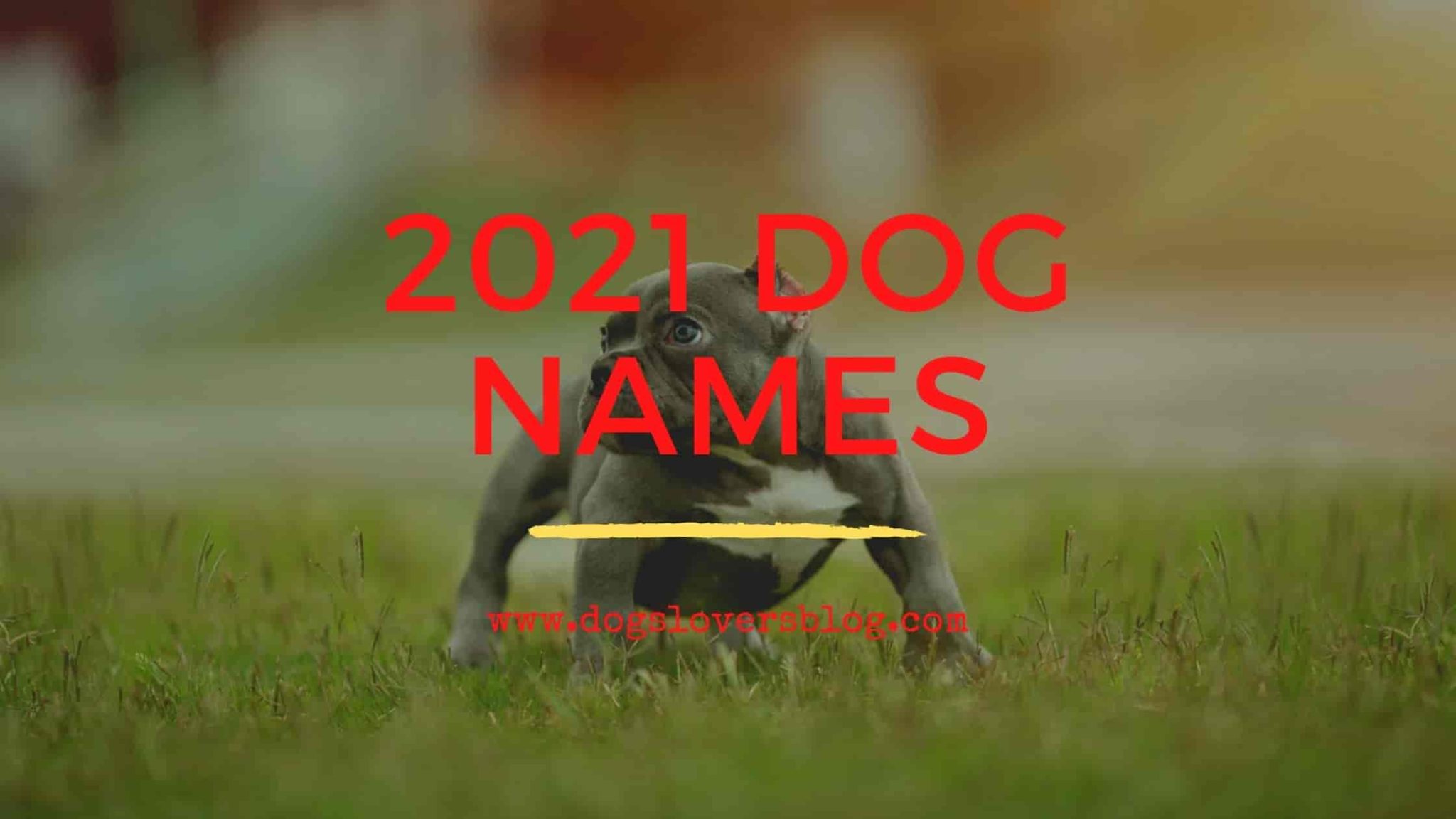 the-best-2021-dog-names-unique-dog-names-girl-boy-list-in-2021