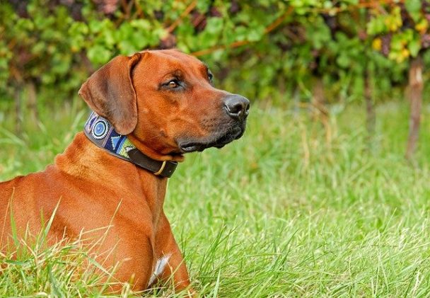 10 Best Dog Collars For Large Dogs | Wide Dog Collars (2023 Reviews)