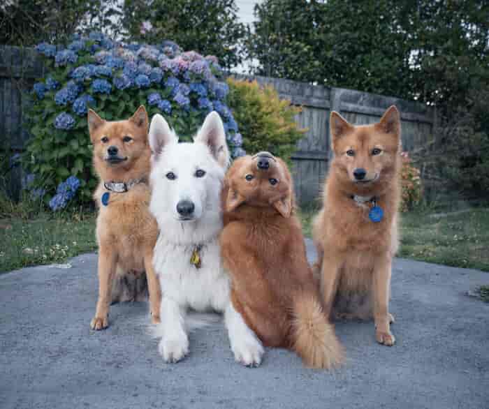 ‘We All Have This Friend’: Dog Keeps Ruining Photos, Group Photos, Goes