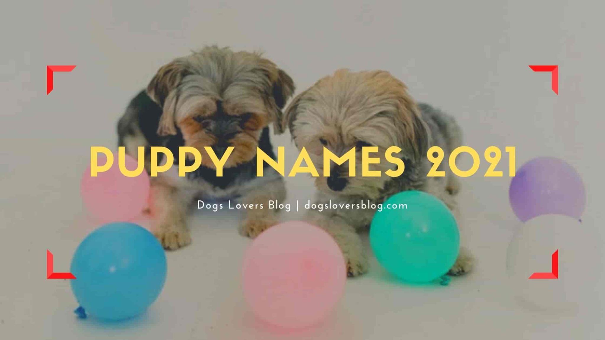 100+ Cool Girl Dog Names Unique Names For Female Dogs & Puppies