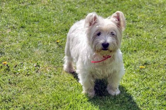 Top 100 Best West Highland White Terrier Names 2023