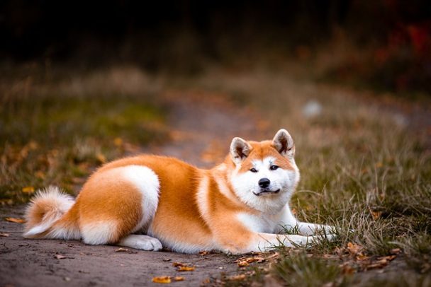 Best Akita Dog Names ( Popular Male and Female Names 2024 )