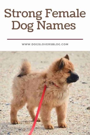 +150 Strong Female Dog Names - Fierce, Strong, Guard Dog Inspired Ideas